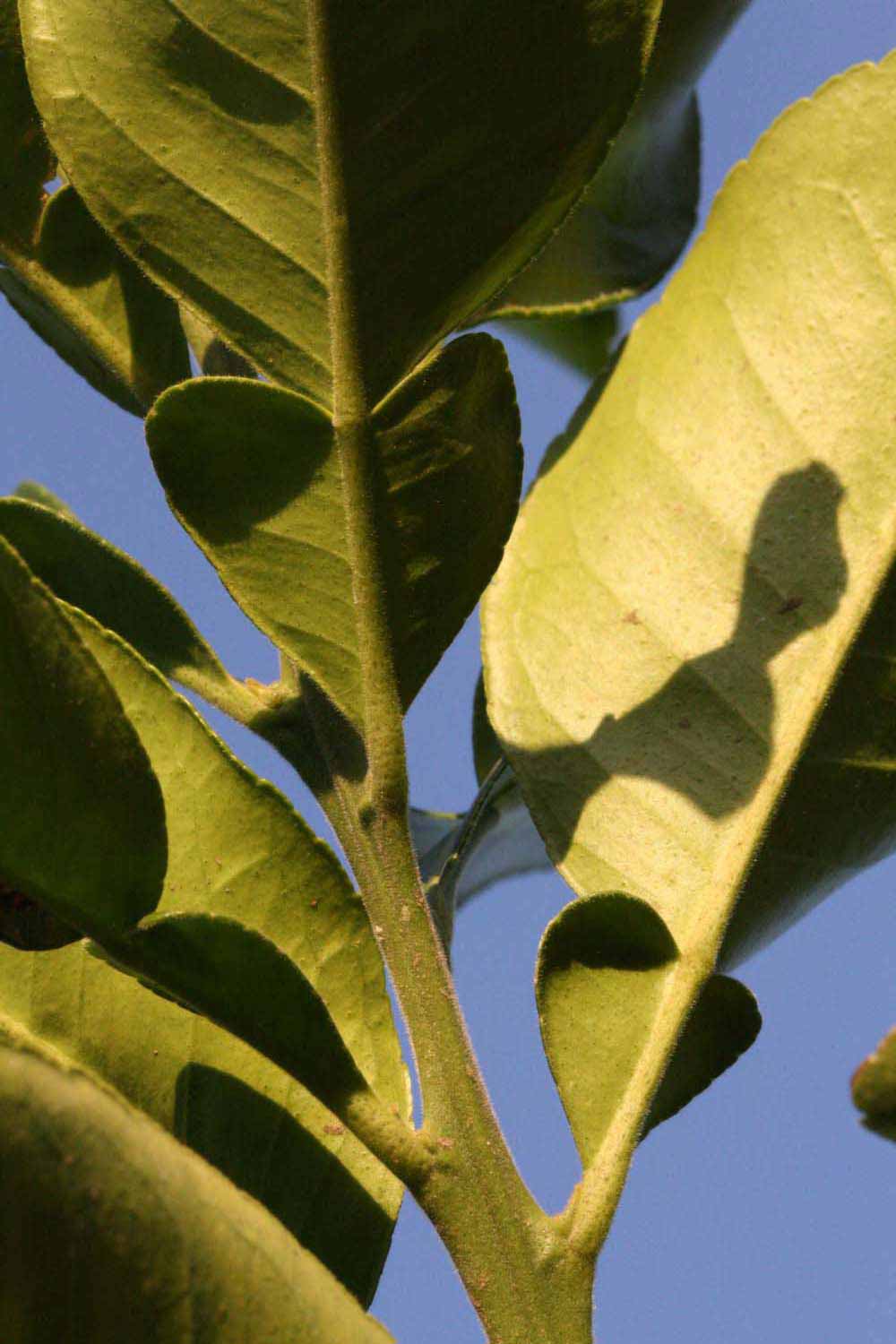              Petiole (Riverside, CA)       